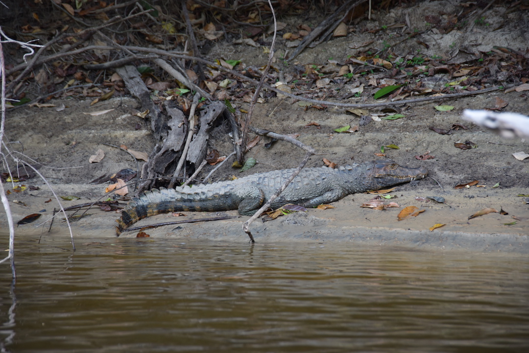 Krokodile, River, Suriname, 