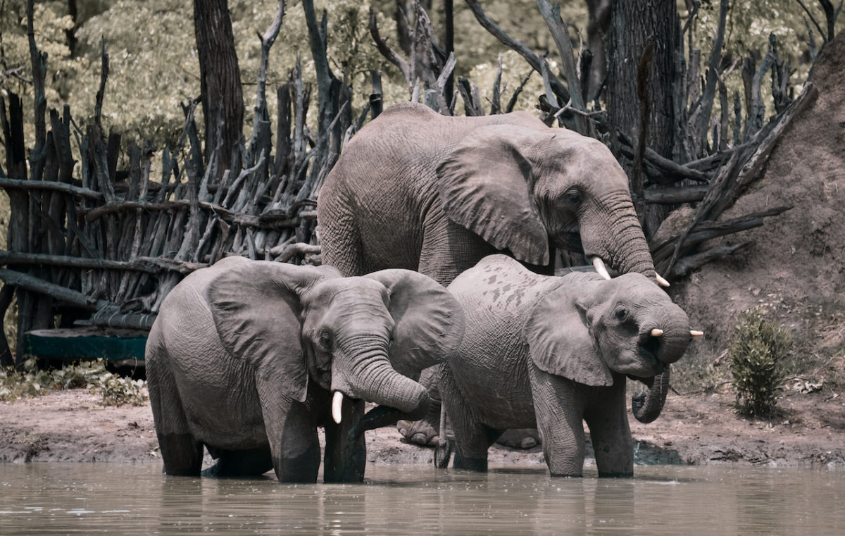 Elefanten Dusche 